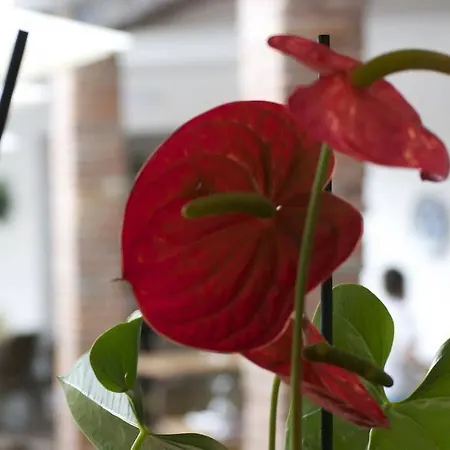 L'hostalet Maison d'hôtes